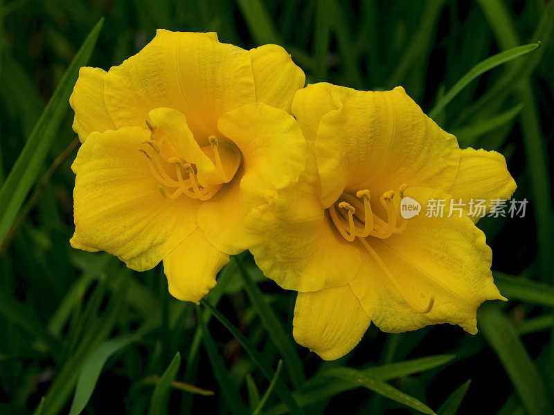 Stella de Oro Day Lilly(萱草属)花